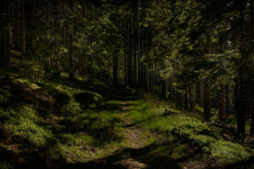 dark forest path at night